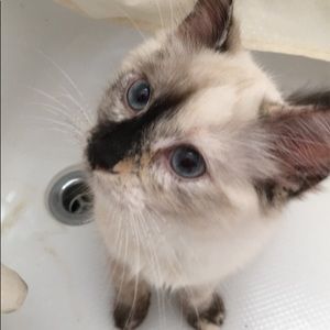 Meet your Posher, Jasmine